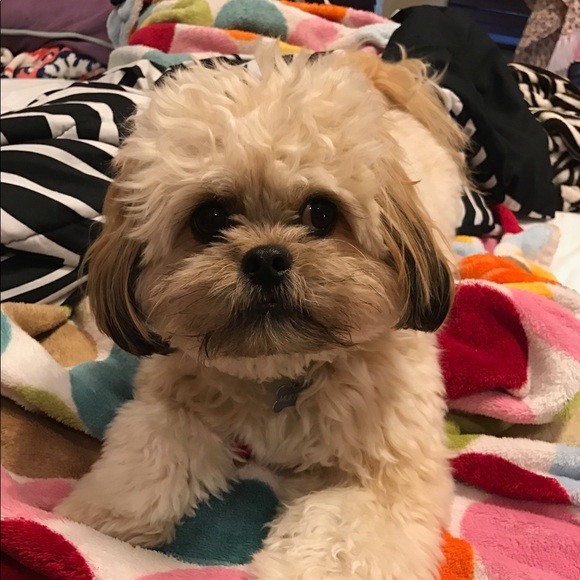 Meet your Posher, Michelle - Picture 1 of 1